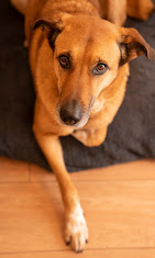 Chien accueilli en salle chez Cabaïtan